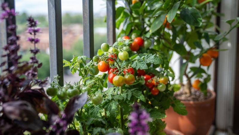 Trucul grădinarilor de top. Ingredientul-minune se regăsește aproape în fiecare casă. Ce beneficii are