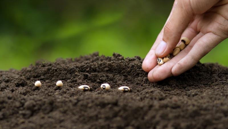 Trucul grădinarilor de top. Ingredientul-minune se regăsește aproape în fiecare casă. Ce beneficii are