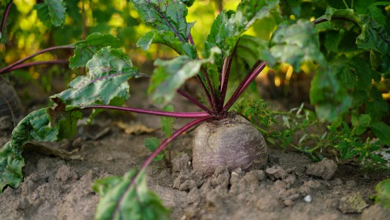 Trucul grădinarilor de top. Ingredientul-minune se regăsește aproape în fiecare casă. Ce beneficii are