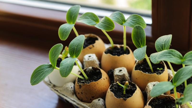 Trucul grădinarilor de top. Ingredientul-minune se regăsește aproape în fiecare casă. Ce beneficii are