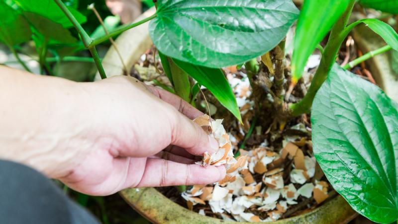 Trucul grădinarilor de top. Ingredientul-minune se regăsește aproape în fiecare casă. Ce beneficii are