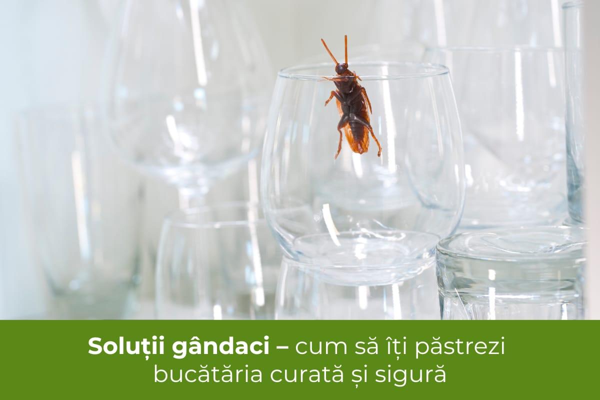 (P) Soluții g&acirc;ndaci &ndash; cum să &icirc;ți păstrezi bucătăria curată și sigură