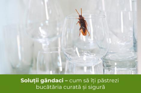 (P) Soluții gândaci – cum să îți păstrezi bucătăria curată și sigură