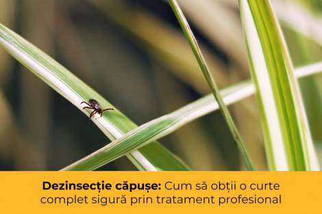 (P) Dezinsecție căpușe: Cum să obții o curte complet sigură prin tratament profesional