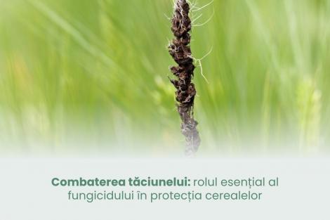 (P) Combaterea tăciunelui: rolul esențial al fungicidului în protecția cerealelor