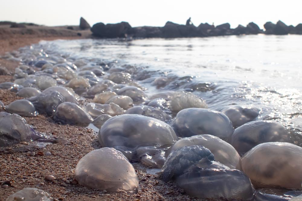 Fenomen straniu la malul mării la final de sezon estival! Invazia de meduze pe țărm i-a speriat pe turiști