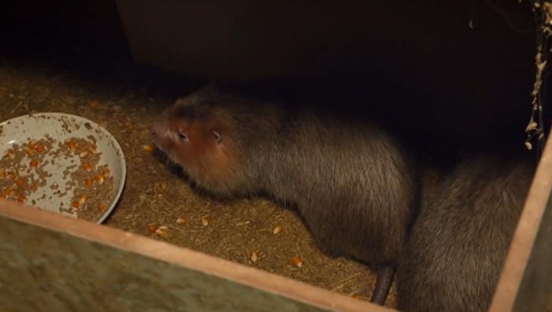 Asia Express sezonul 8, 13 octombrie 2025. Cine a câștigat jocul de amuletă și un Joker puternic. Ce s-a întâmplat