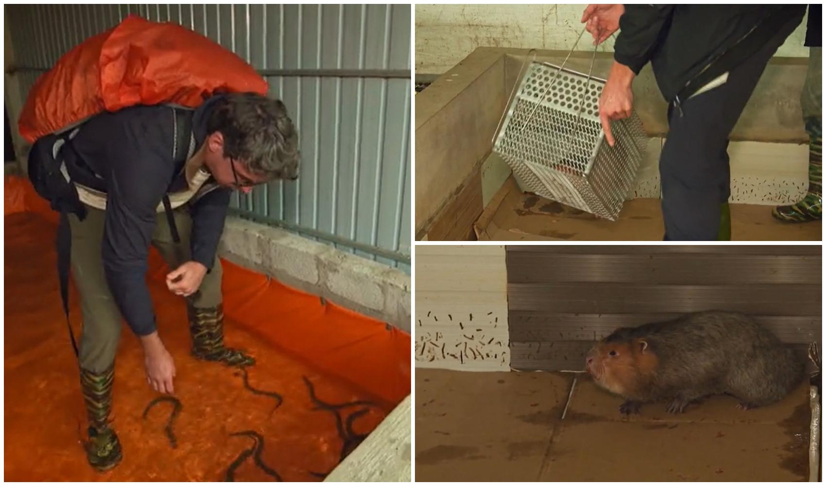 Asia Express sezonul 8, 13 octombrie 2025. Concurenții, puși să prindă țipari și șobolani! Cum s-au descurcat