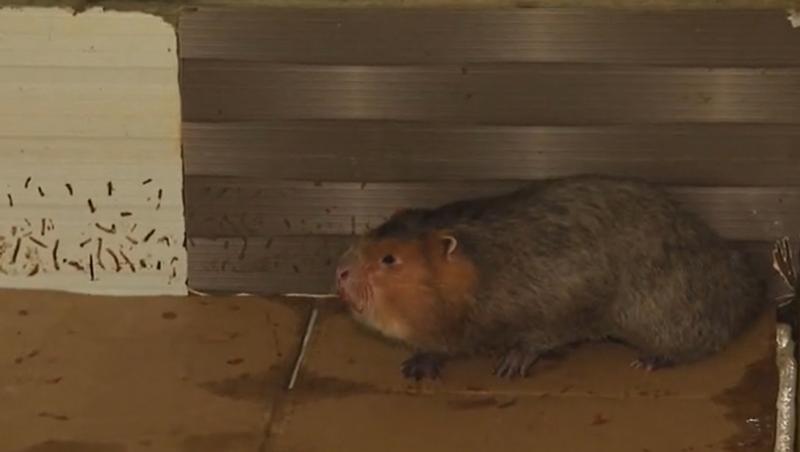 Asia Express sezonul 8, 13 octombrie 2025. Echipele au gătit și au mâncat șobolani și țipari! Cum au reacționat