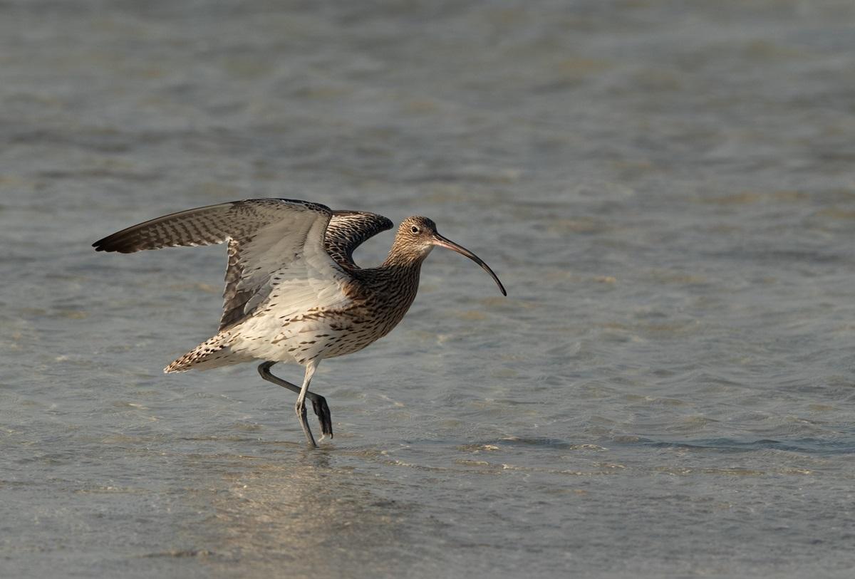 Ce specii de animale au dispărut în ultimii ani. Unele dintre ele erau foarte comune în Europa acum câteva decenii
