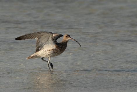 Ce specii de animale au dispărut în ultimii ani. Unele dintre ele erau foarte comune în Europa acum câteva decenii