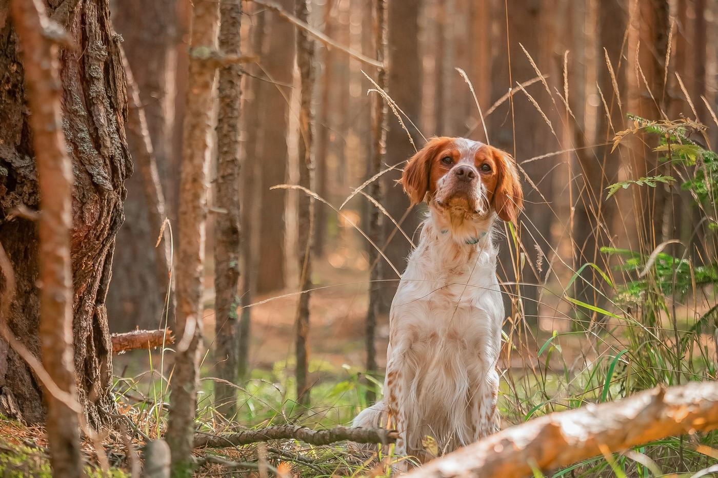 caine in natura, printre frunze de toamna