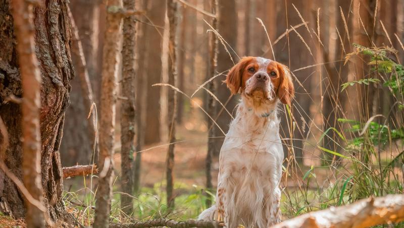 caine in natura, printre frunze de toamna