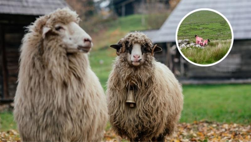 colaj douî țurcane și două oi vopsite în roz