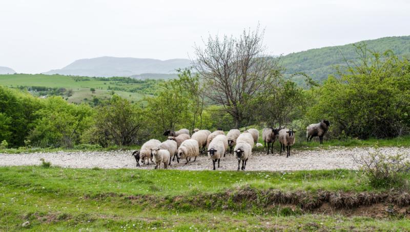 Oaia cu lână roz de la Botoșani. Cum au reușit cercetătorii români să pregătească o premieră mondială în zootehnie