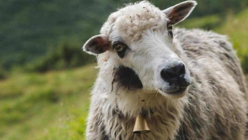 Oaia cu lână roz de la Botoșani. Cum au reușit cercetătorii români să pregătească o premieră mondială în zootehnie