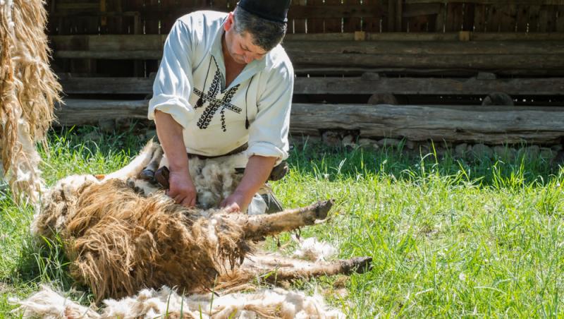 Oaia cu lână roz de la Botoșani. Cum au reușit cercetătorii români să pregătească o premieră mondială în zootehnie
