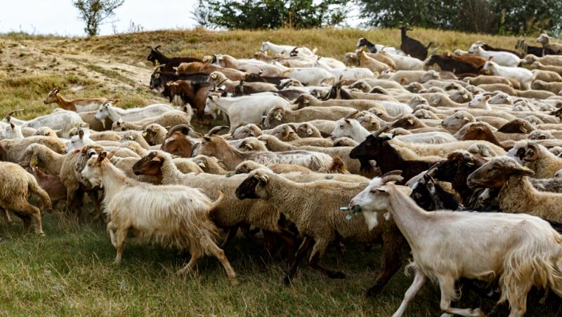 Oaia cu lână roz de la Botoșani. Cum au reușit cercetătorii români să pregătească o premieră mondială în zootehnie