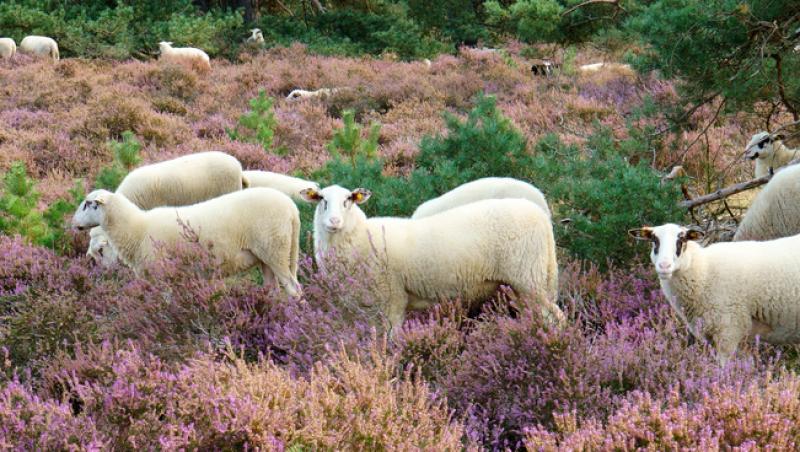 Oaia cu lână roz de la Botoșani. Cum au reușit cercetătorii români să pregătească o premieră mondială în zootehnie