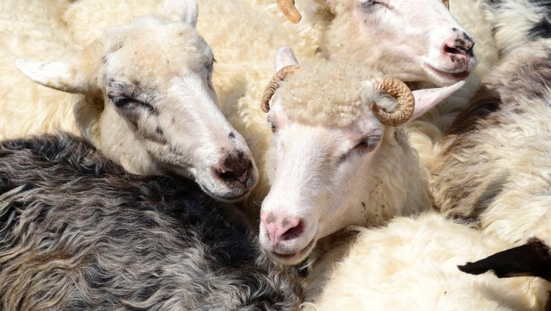 Oaia cu lână roz de la Botoșani. Cum au reușit cercetătorii români să pregătească o premieră mondială în zootehnie