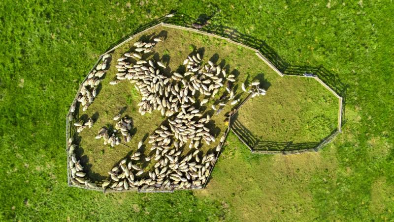 Oaia cu lână roz de la Botoșani. Cum au reușit cercetătorii români să pregătească o premieră mondială în zootehnie