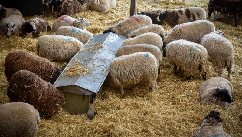 Oaia cu lână roz de la Botoșani. Cum au reușit cercetătorii români să pregătească o premieră mondială în zootehnie