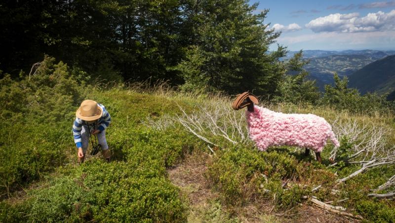 Oaia cu lână roz de la Botoșani. Cum au reușit cercetătorii români să pregătească o premieră mondială în zootehnie