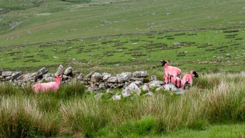 Oaia cu lână roz de la Botoșani. Cum au reușit cercetătorii români să pregătească o premieră mondială în zootehnie