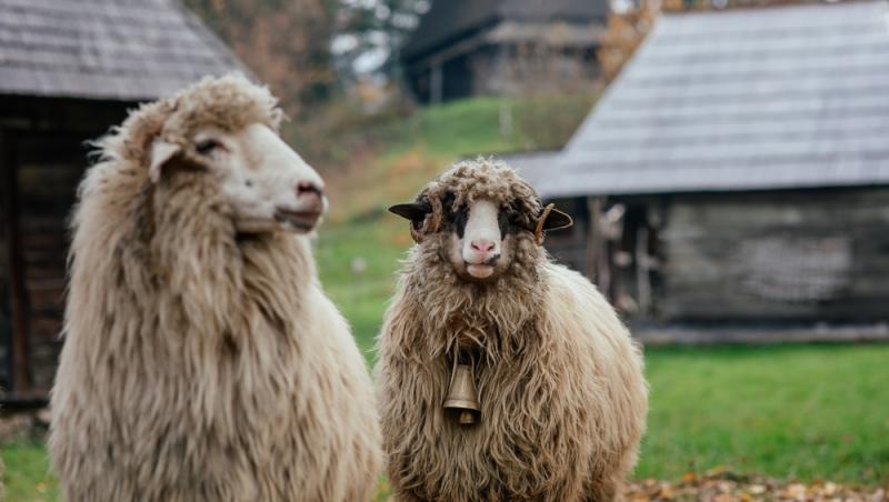 Oaia cu lână roz de la Botoșani. Cum au reușit cercetătorii români să pregătească o premieră mondială în zootehnie