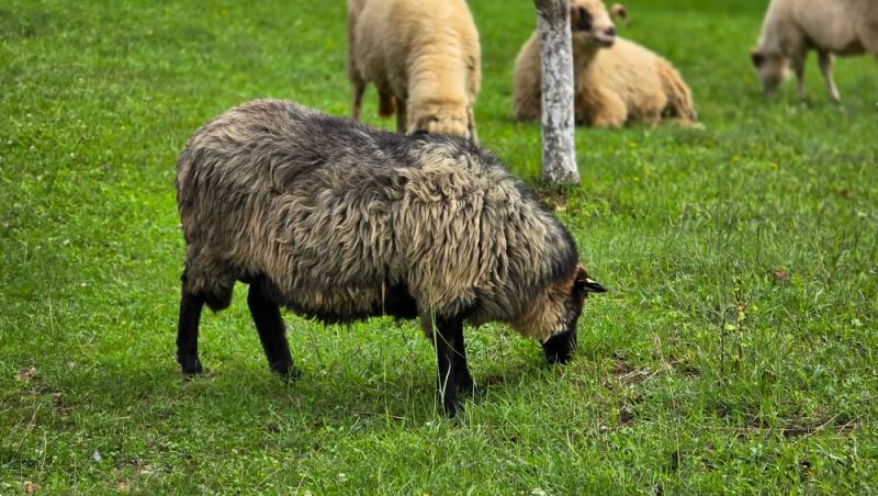 Oaia cu lână roz de la Botoșani. Cum au reușit cercetătorii români să pregătească o premieră mondială în zootehnie
