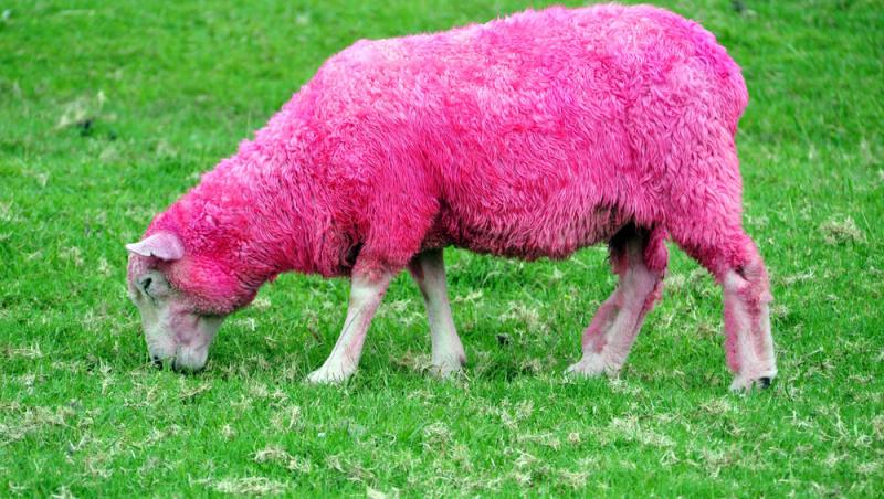 Oaia cu lână roz de la Botoșani. Cum au reușit cercetătorii români să pregătească o premieră mondială în zootehnie