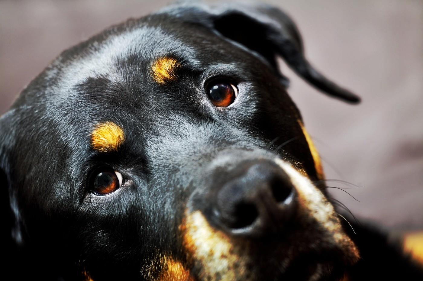 imagine cu un caine negru rottweiler