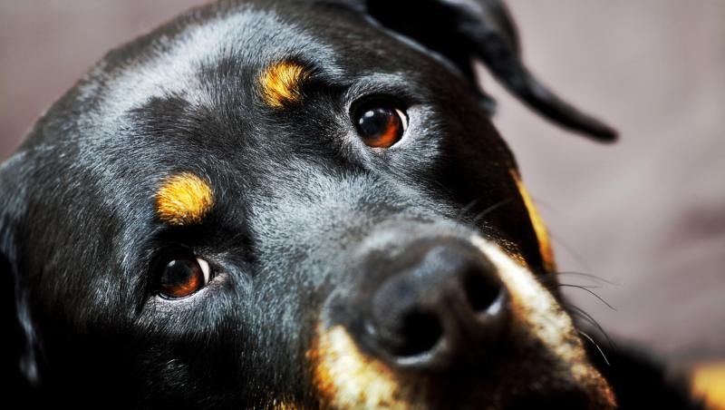 imagine cu un caine negru rottweiler