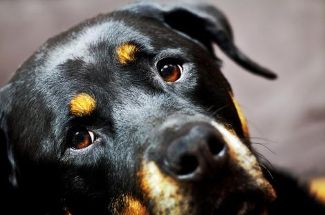 Un câine a rămas în apartamentul distrus de explozia din Rahova, ca să îl apere. Povestea emoționantă a lui Jackie