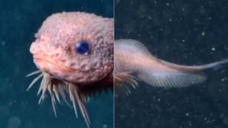 Bumpy, creatura drăguță descoperită recent de cercetători în abisul oceanului. Cum arată noul specimen