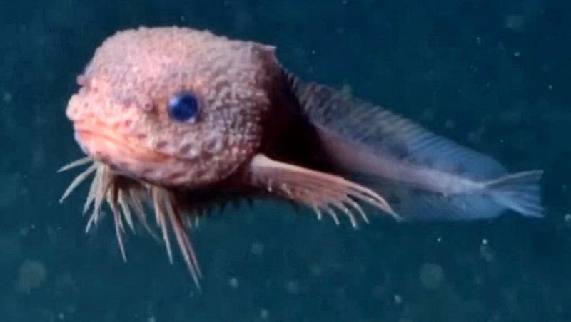 Bumpy, creatura drăguță descoperită recent de cercetători în abisul oceanului. Cum arată noul specimen