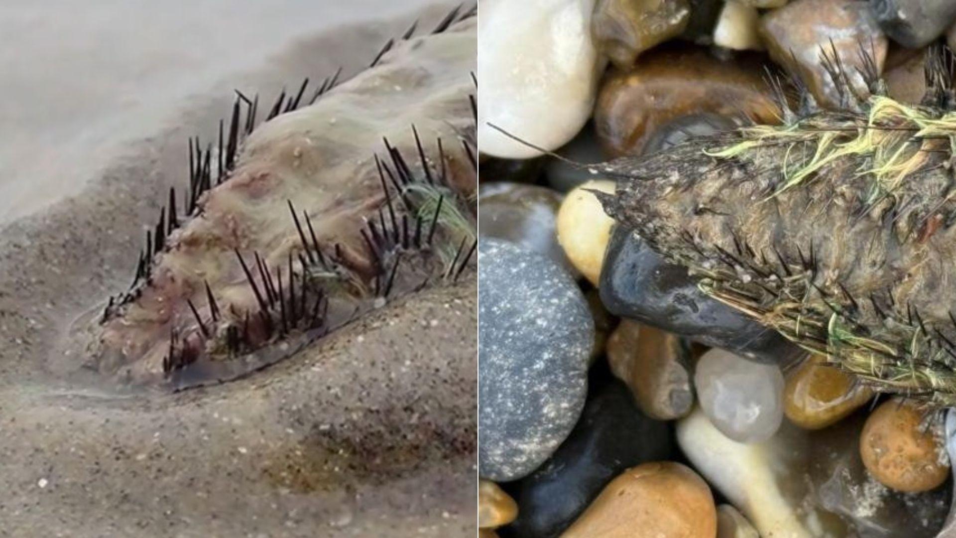 Creatura descoperită pe plajă, eșuată din mare, care i-a speriat pe localnici. Cum arată și ce spun cercetătorii