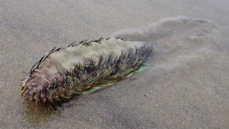 Creatura descoperită pe plajă, eșuată din mare, care i-a speriat pe localnici. Cum arată și ce spun cercetătorii
