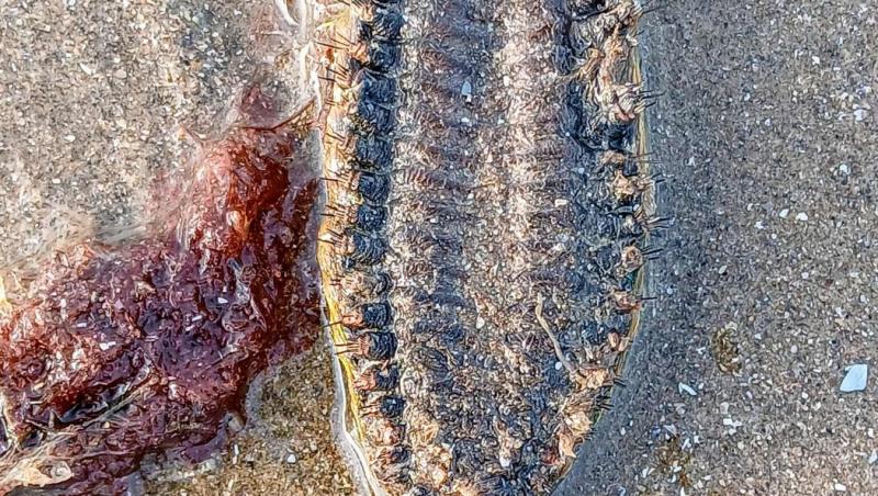 Creatura descoperită pe plajă, eșuată din mare, care i-a speriat pe localnici. Cum arată și ce spun cercetătorii