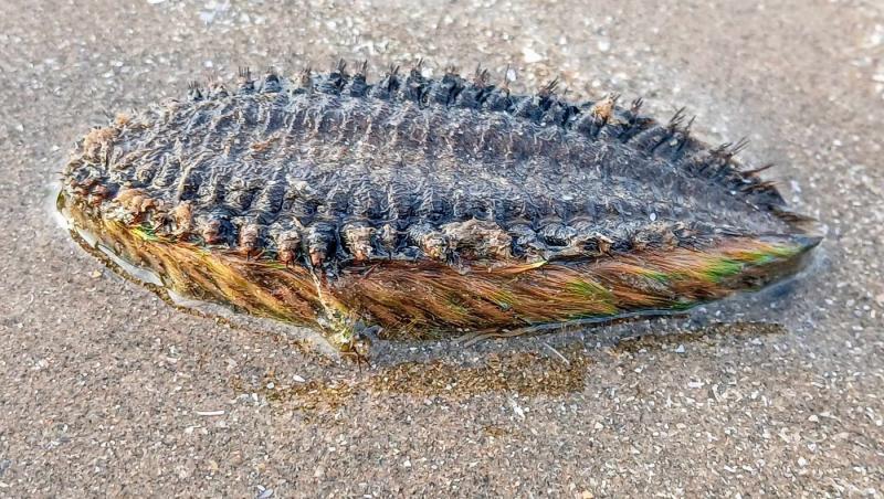 Creatura descoperită pe plajă, eșuată din mare, care i-a speriat pe localnici. Cum arată și ce spun cercetătorii