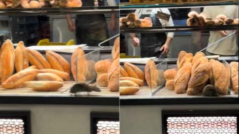 Șobolan pe raftul cu pâine într-o brutărie! Video-ul care a îngrozit clienții care se aflau la coadă