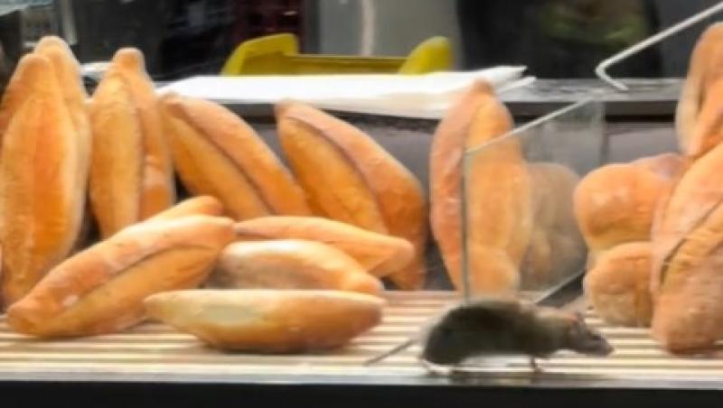 Șobolan pe raftul cu pâine într-o brutărie! Video-ul care a îngrozit clienții care se aflau la coadă