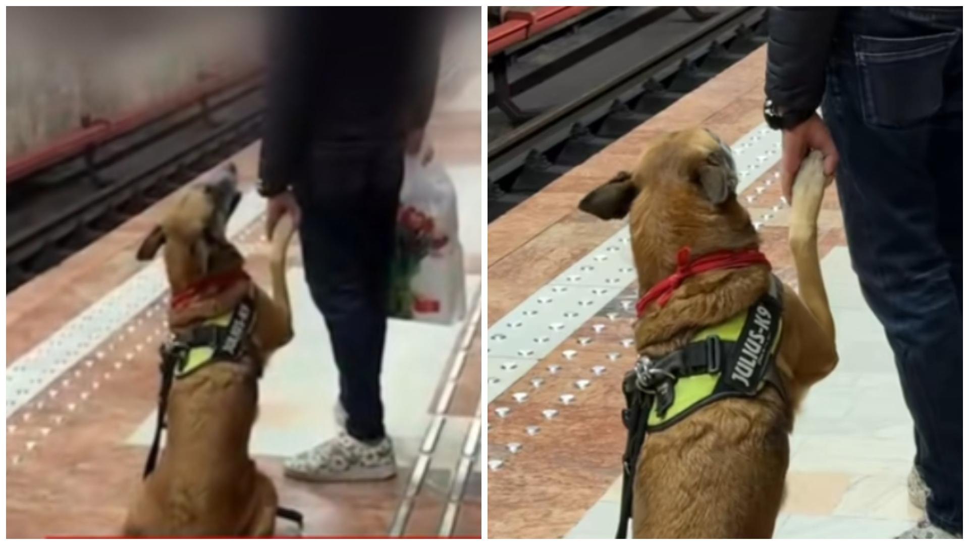 Imagini virale cu un Ciobănesc german la metroul din Capitală. Reacțiile internauților sunt copleșitoare: „Îmi vine să plâng”
