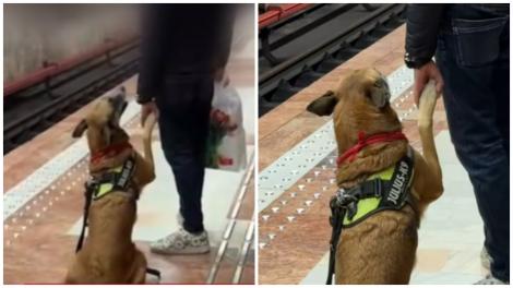 Imagini virale cu un Ciobănesc german la metroul din Capitală. Reacțiile internauților sunt copleșitoare: „Îmi vine să plâng”
