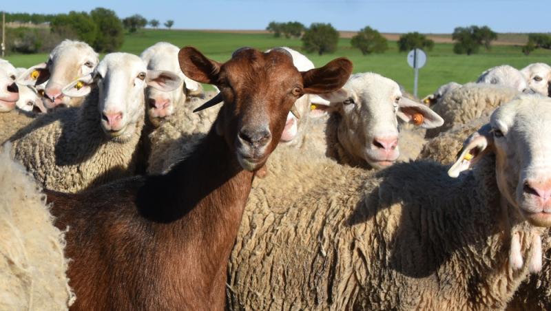 Guvernul spaniol oferă peste 1.000 de euro pentru un job. De ce nu vor să audă spaniolii de meseria respectivă