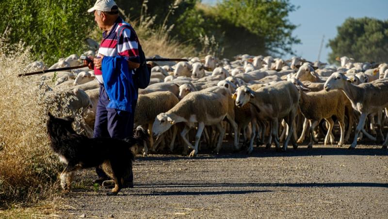 Guvernul spaniol oferă peste 1.000 de euro pentru un job. De ce nu vor să audă spaniolii de meseria respectivă