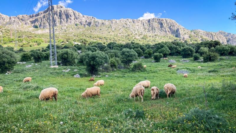 Guvernul spaniol oferă peste 1.000 de euro pentru un job. De ce nu vor să audă spaniolii de meseria respectivă