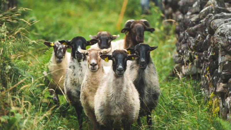 Guvernul spaniol oferă peste 1.000 de euro pentru un job. De ce nu vor să audă spaniolii de meseria respectivă