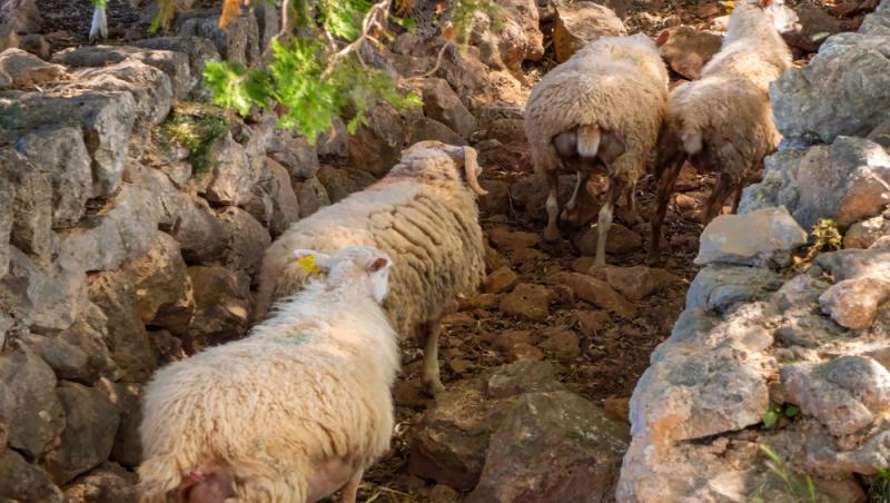 Guvernul spaniol oferă peste 1.000 de euro pentru un job. De ce nu vor să audă spaniolii de meseria respectivă