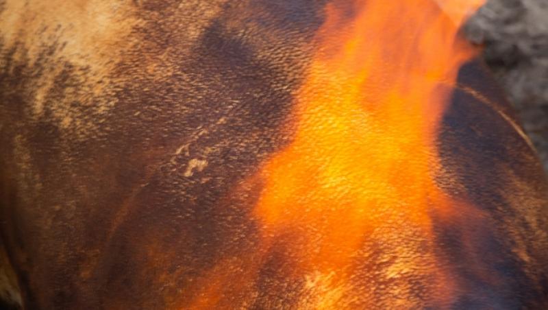 Românii preferă porcul din Danemarca. Cât costă 1 kilogram de cotlet cu două luni înainte de Crăciun